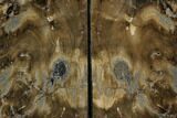 Petrified Wood Bookends - McDermitt, Oregon #145347-2